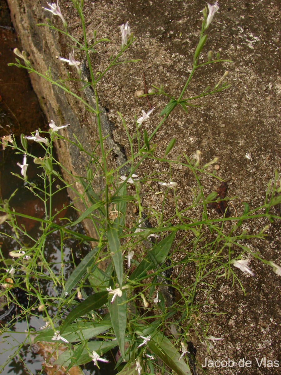 Andrographis paniculata (Burm.f.) Nees